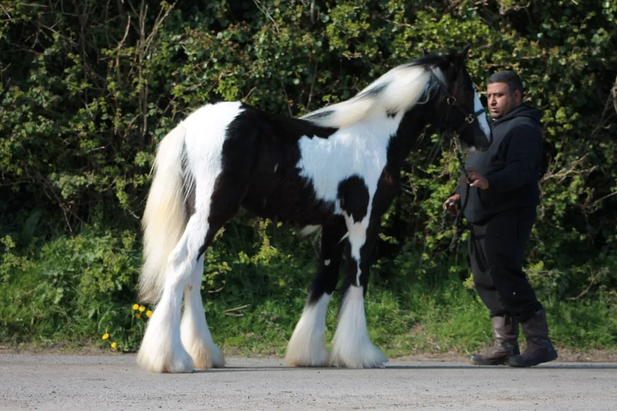 Piebald filly - Image 1