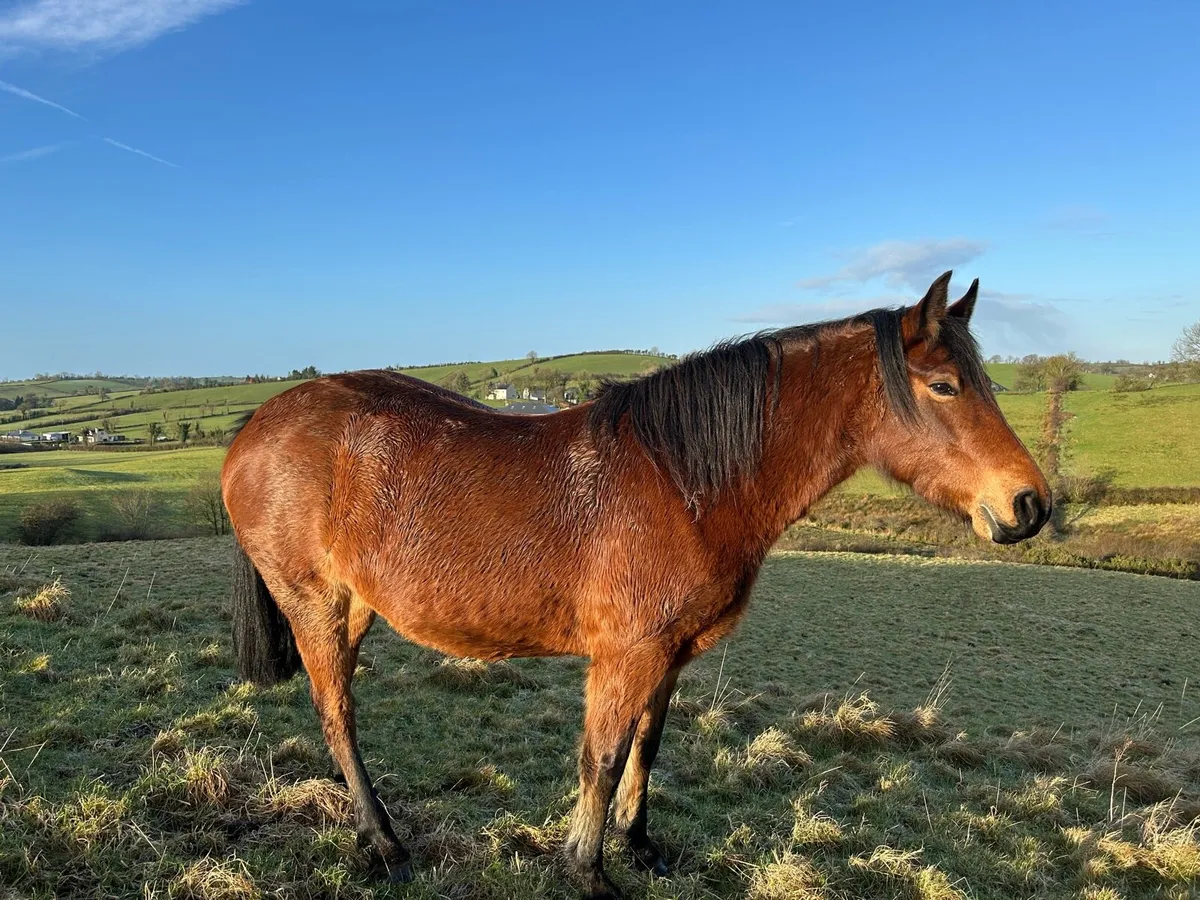 Connemara mare - Image 3