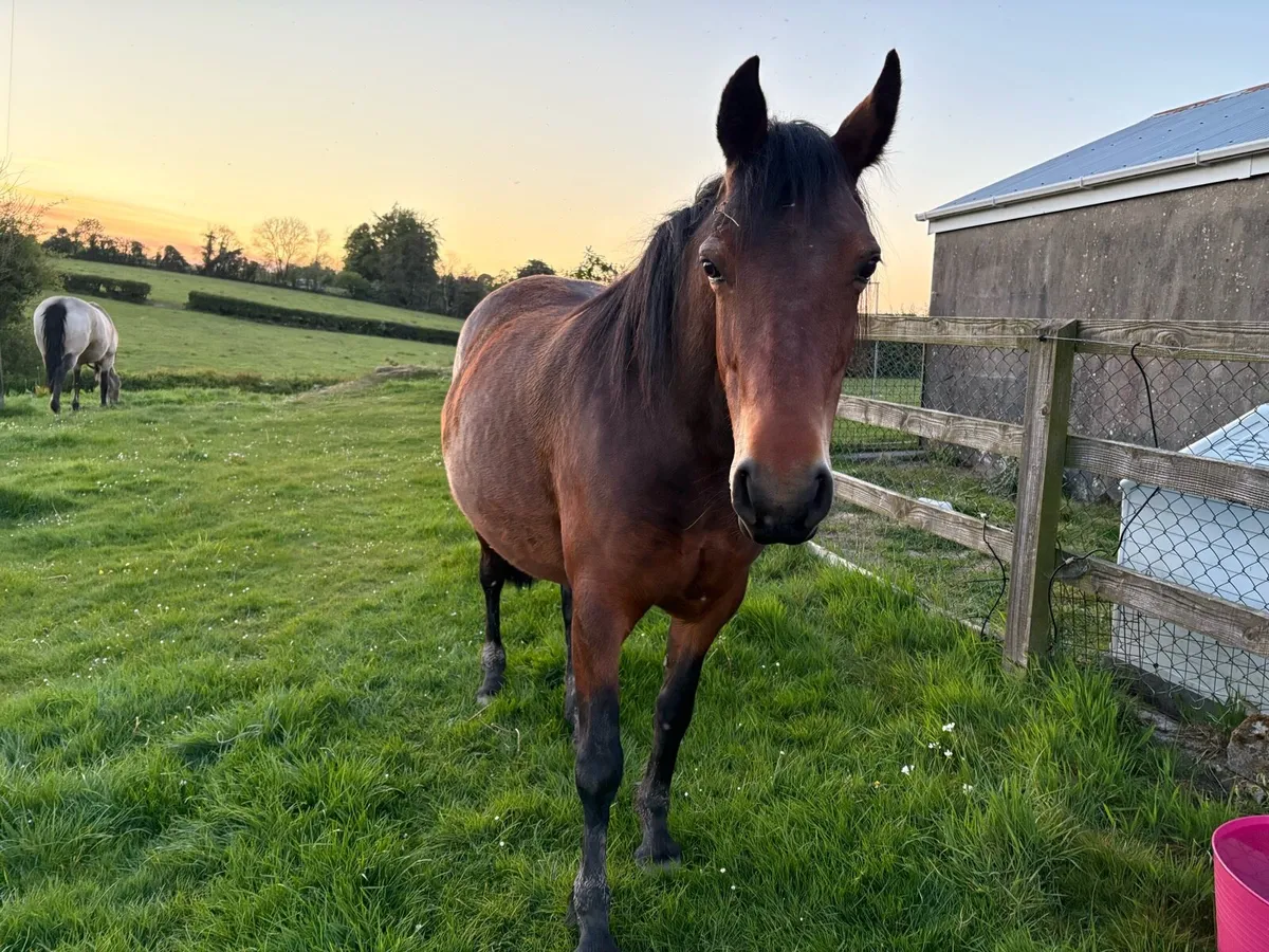 Connemara mare - Image 4