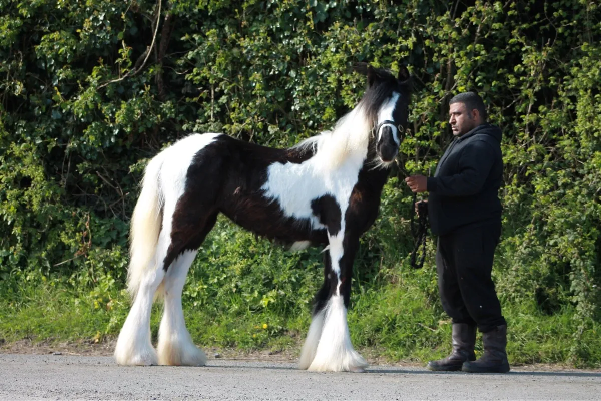 Piebald filly - Image 2