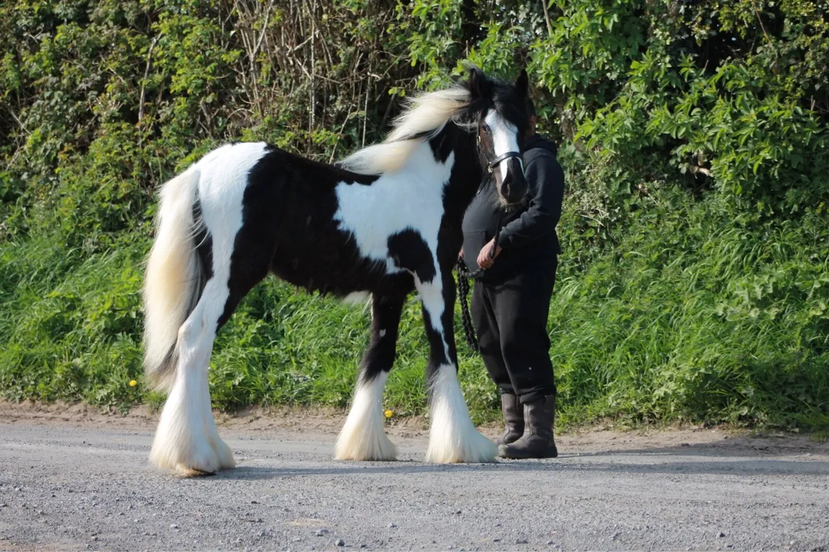 Piebald filly - Image 3