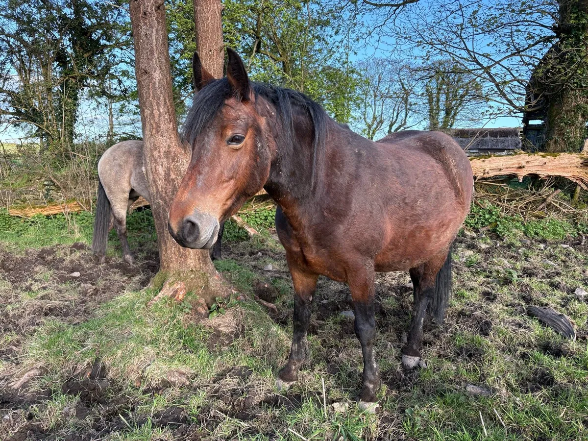 Connemara mare - Image 1