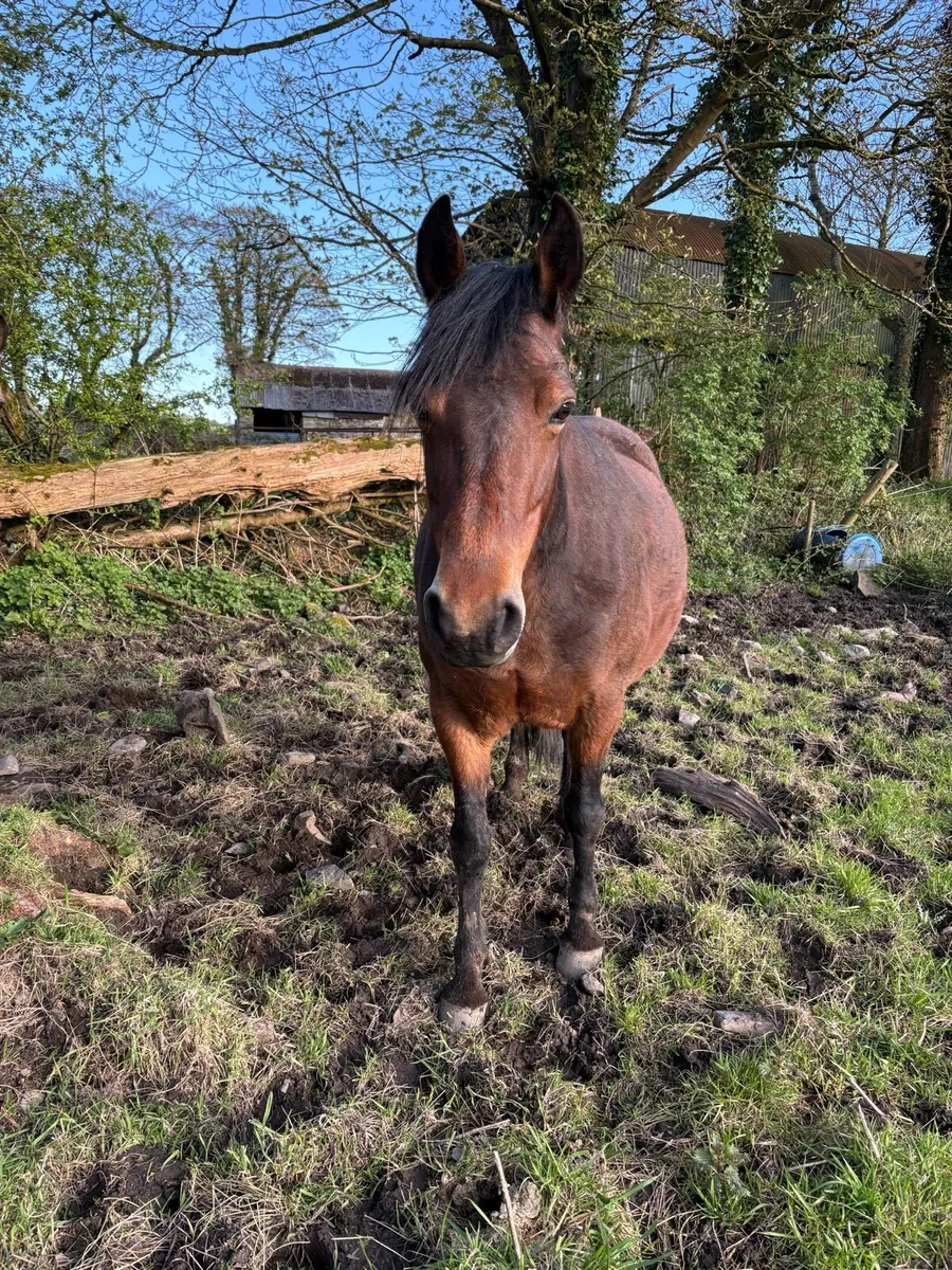 Connemara mare - Image 2