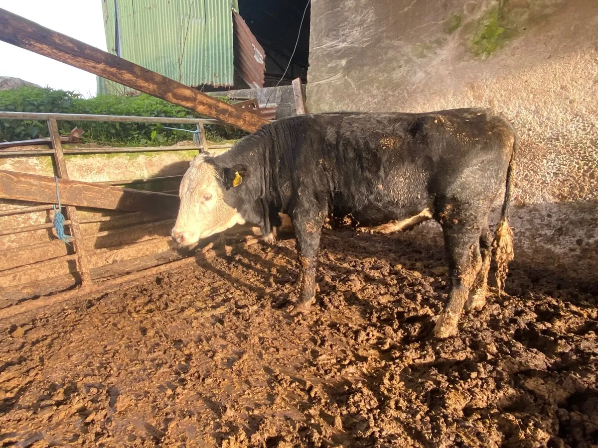 Genuine heifers - Image 1