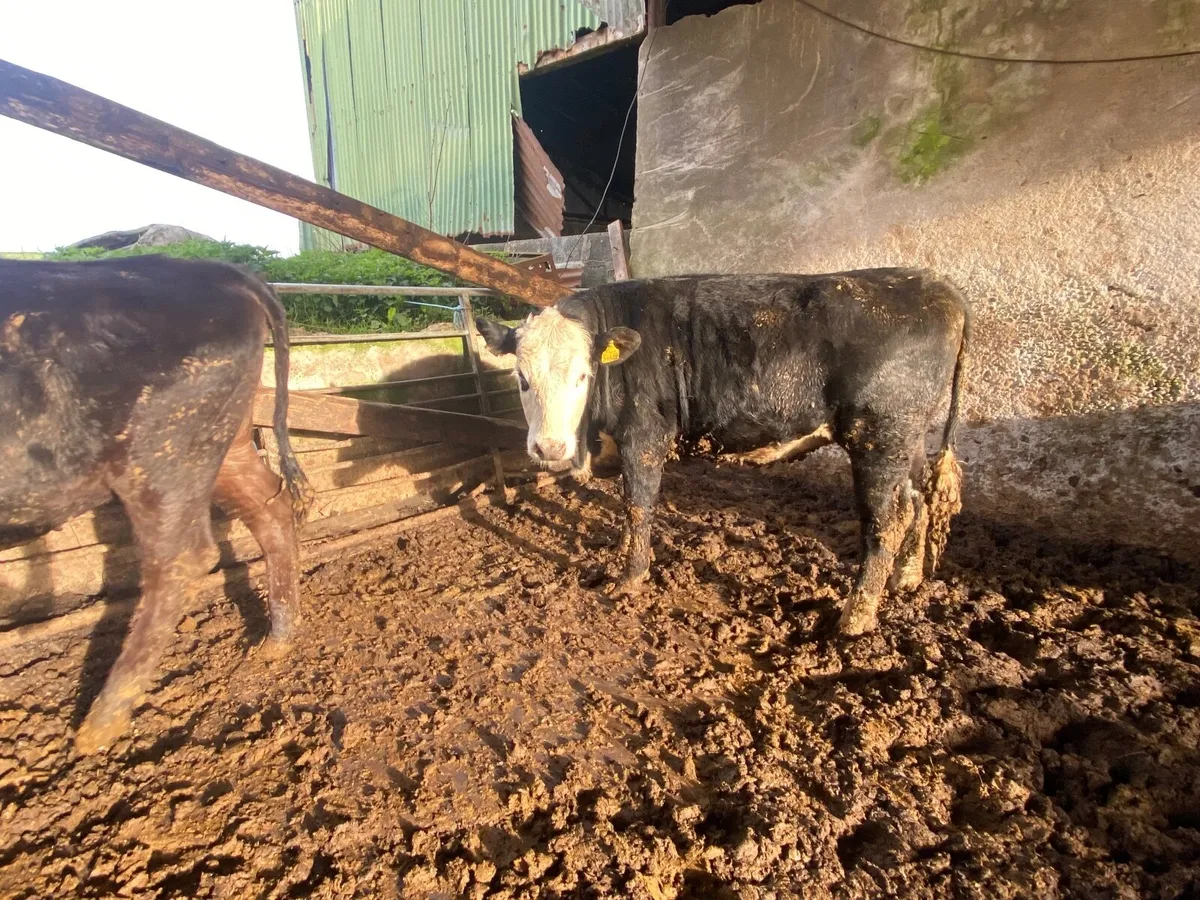 Genuine heifers - Image 2