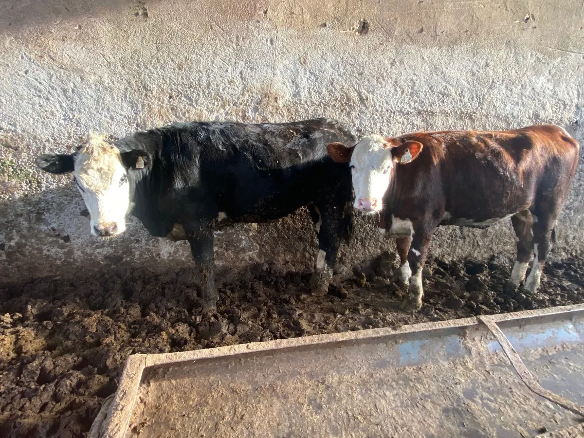 Genuine heifers - Image 3