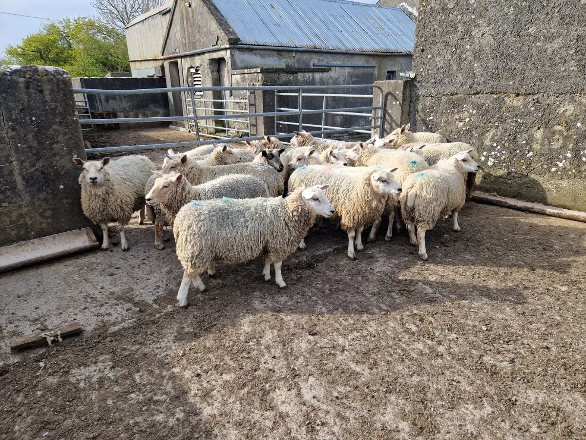 Ewe hoggets - Image 1