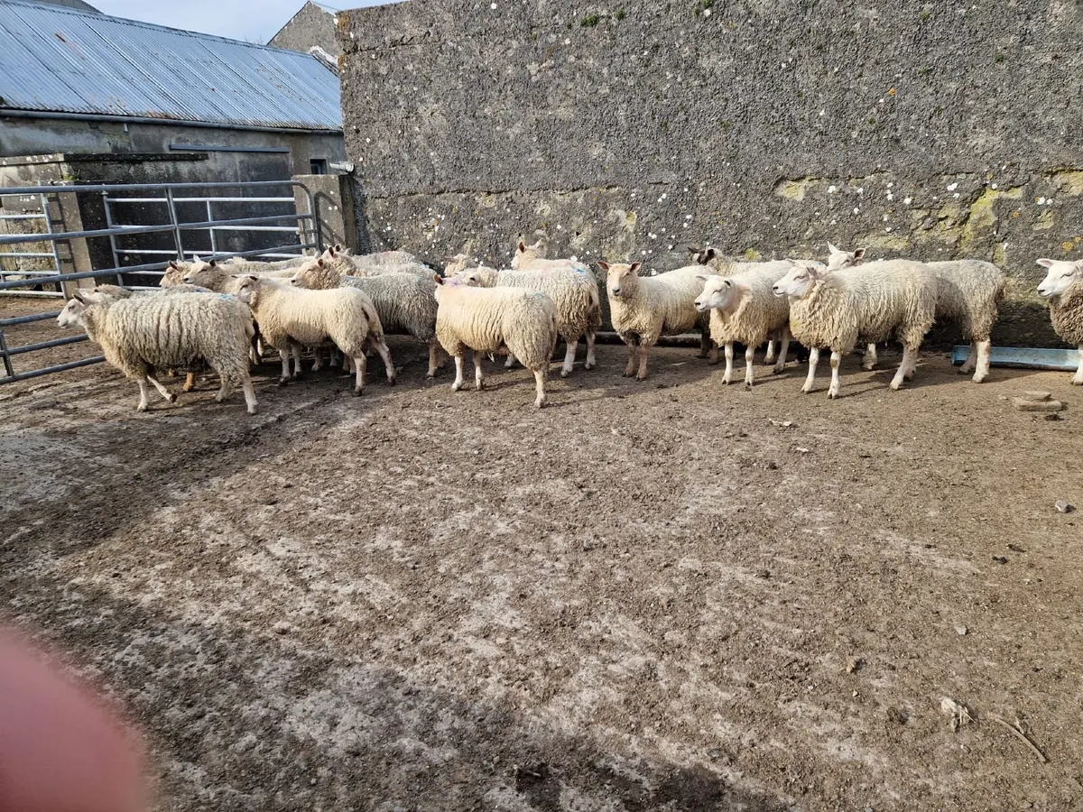 Ewe hoggets - Image 2