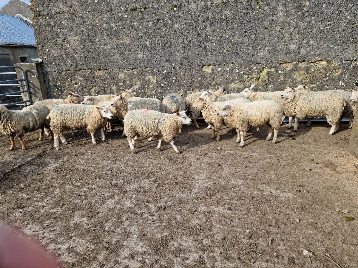 Ewe hoggets - Image 3