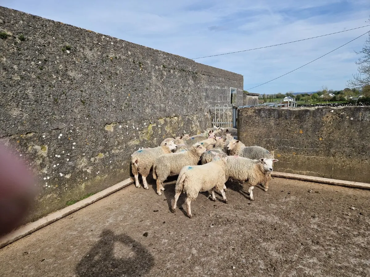 Ewe hoggets - Image 4