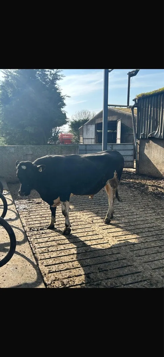 Pb fresian bull - Image 2