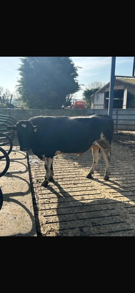 Pb fresian bull - Image 1