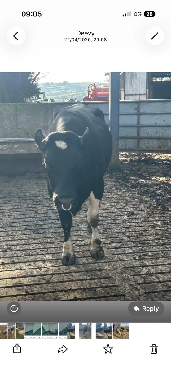 Pb fresian bull - Image 3