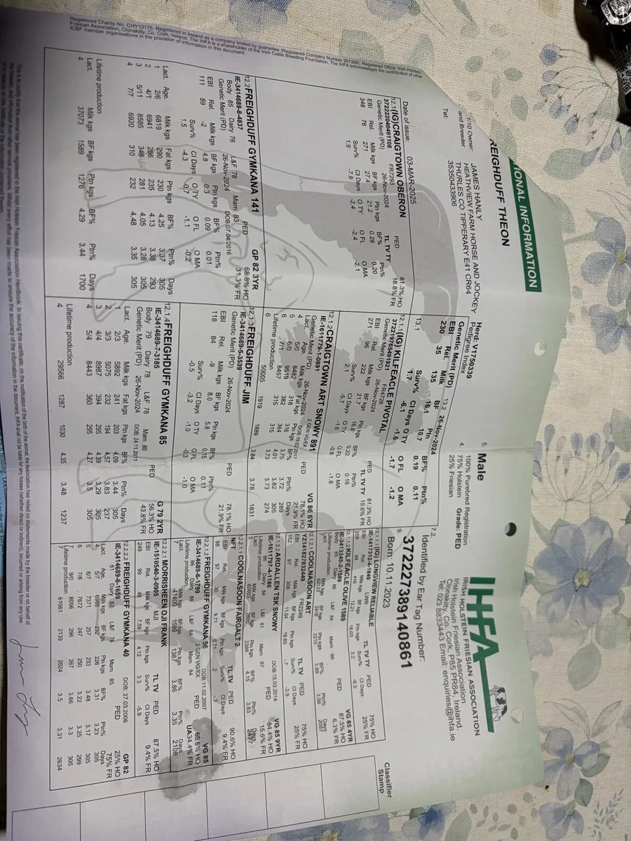 Pb fresian bull - Image 4