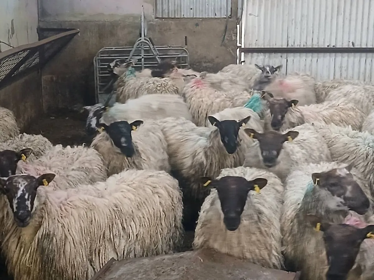 Ewe hogget - Image 1