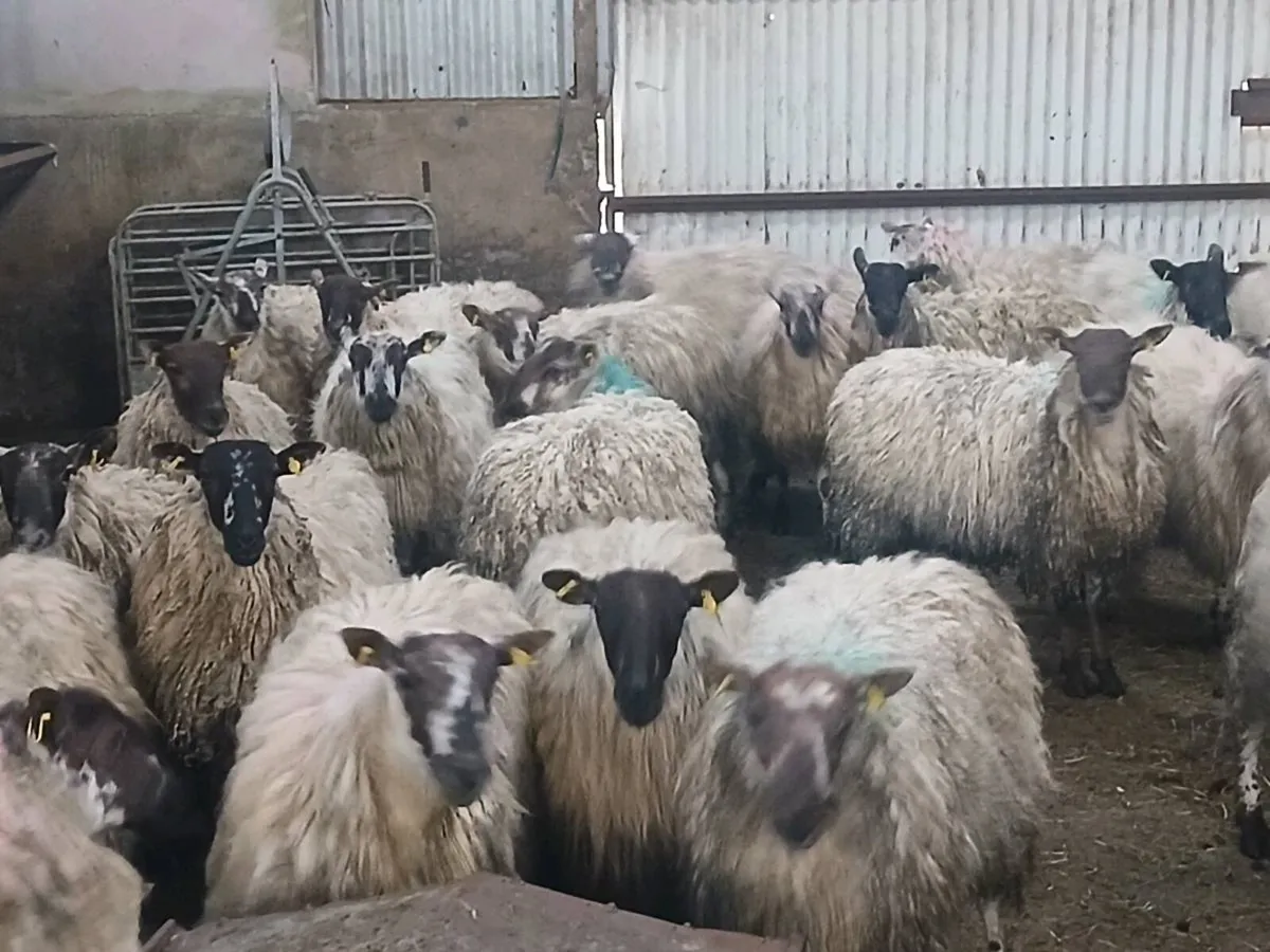 Ewe hogget - Image 2