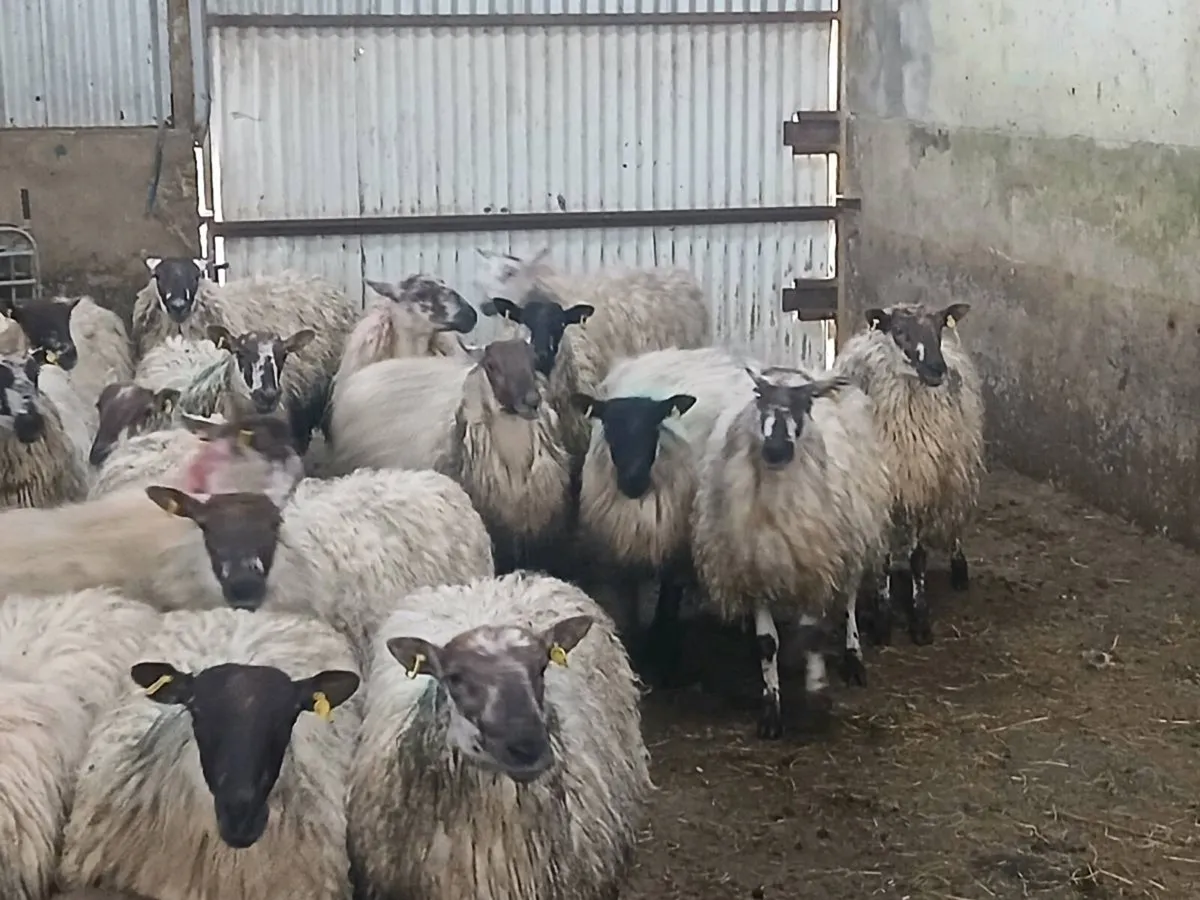 Ewe hogget - Image 3