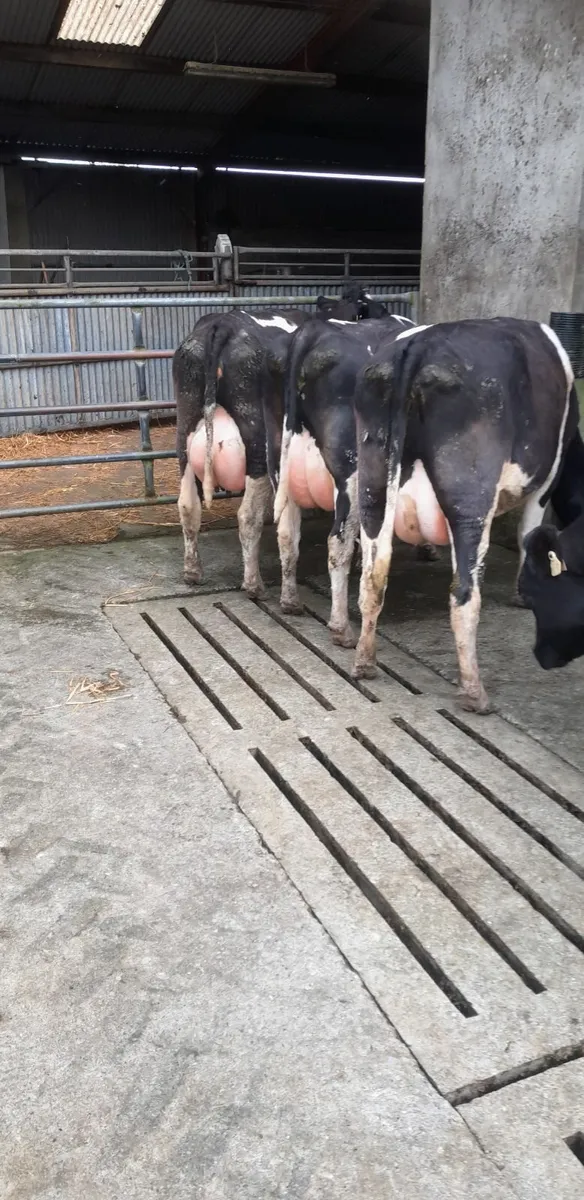 Dairy Cattle - Image 1