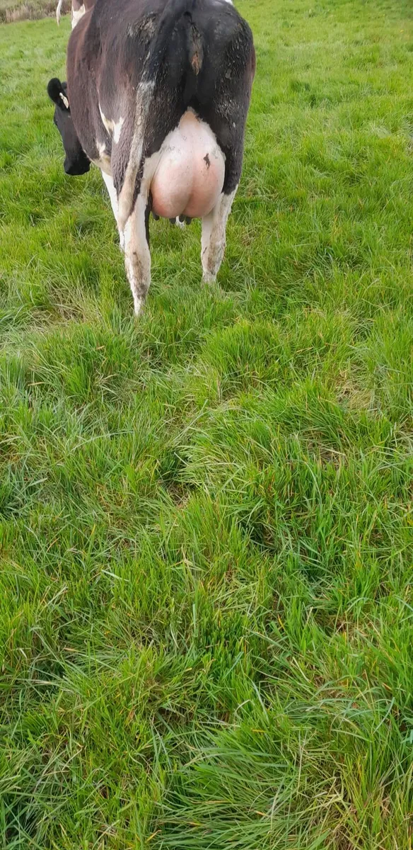 Dairy Cattle - Image 2