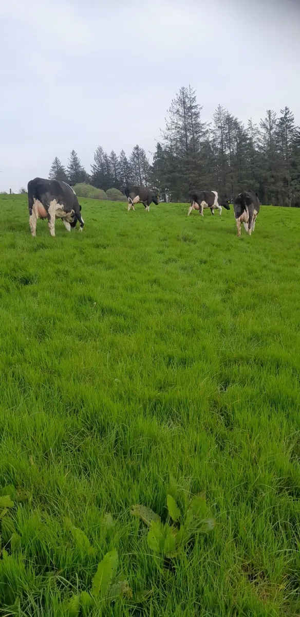 Dairy Cattle - Image 3