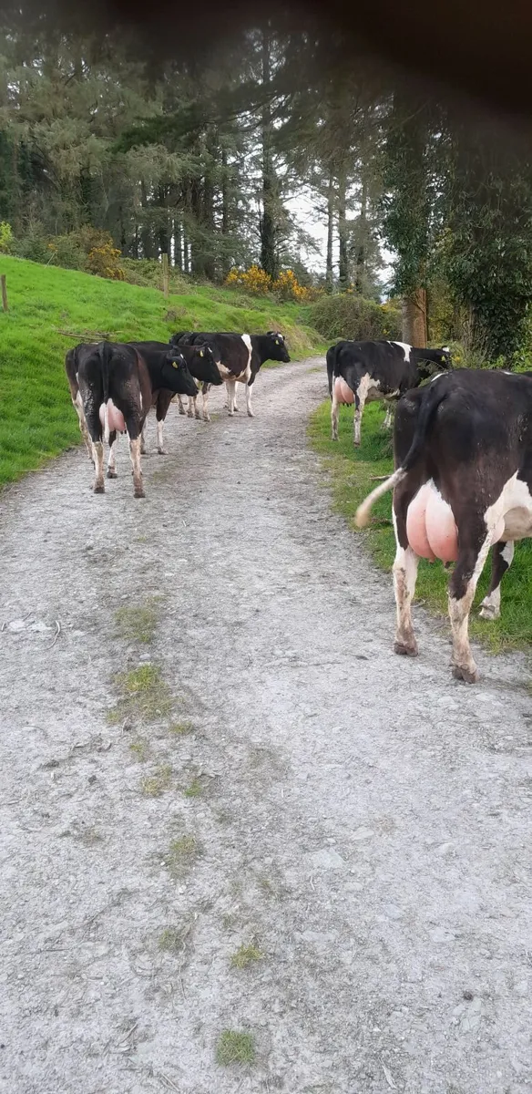 Dairy Cattle - Image 4