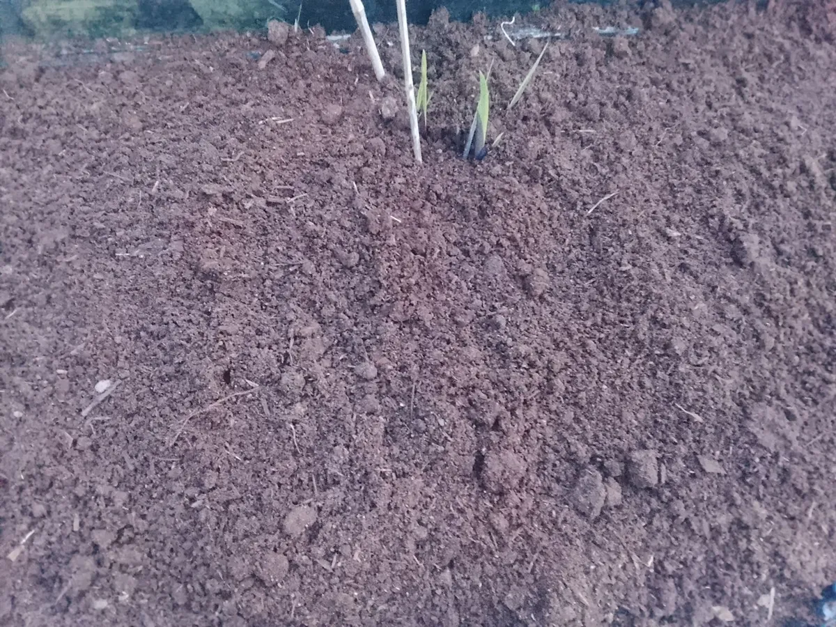 Top Quality Organic Compost in Bags - Image 4