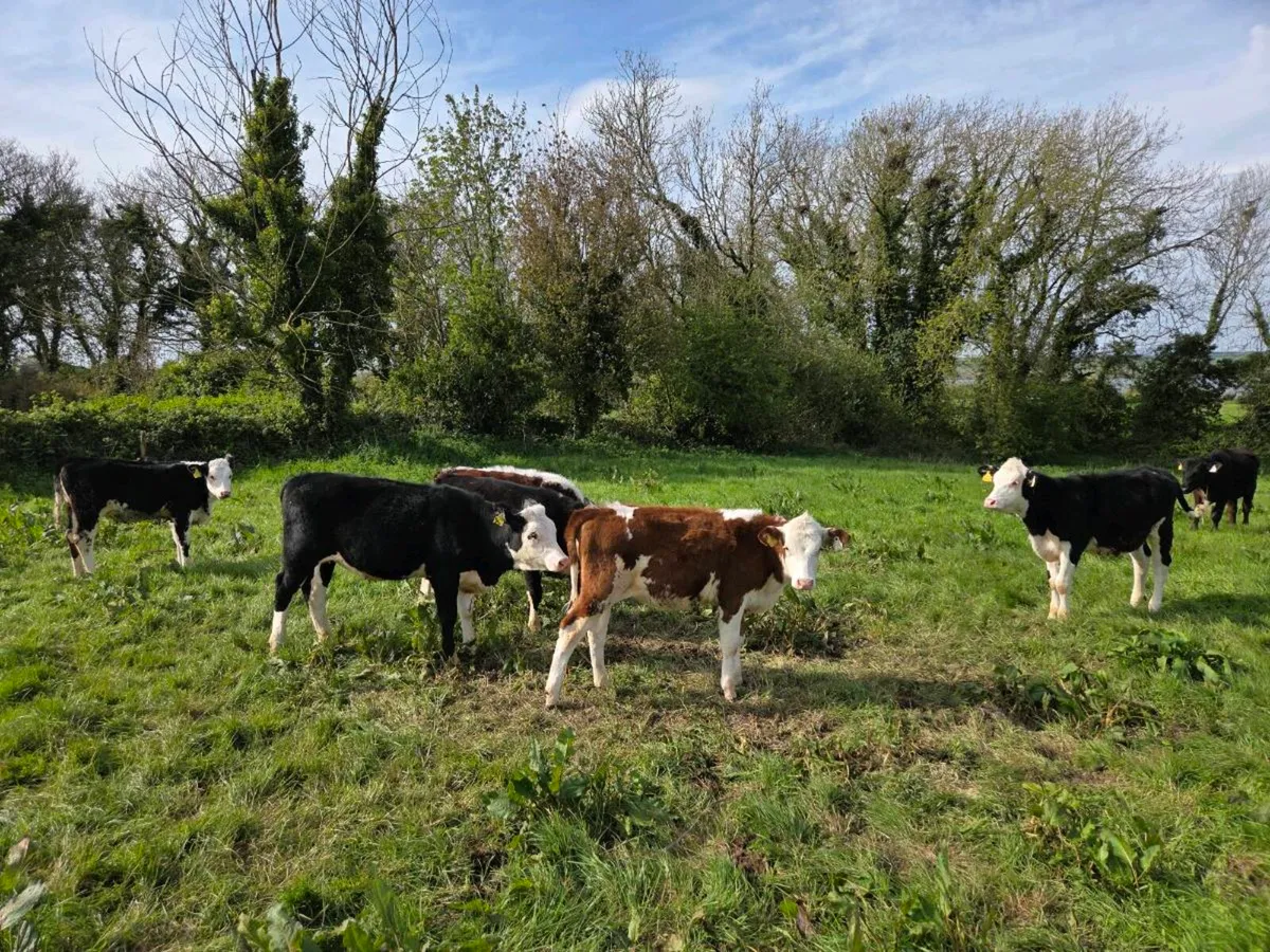 6 Hereford Heifers - Image 3