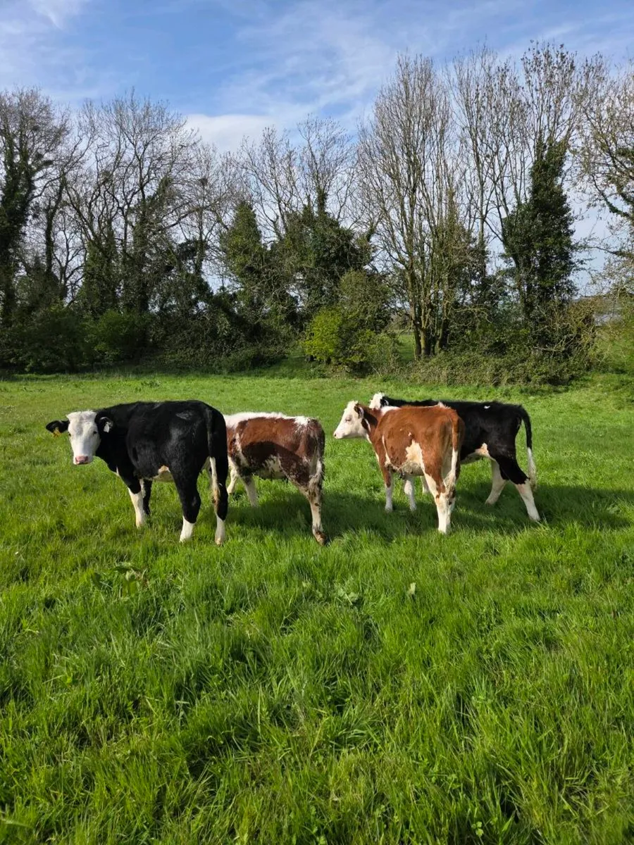 6 Hereford Heifers - Image 4