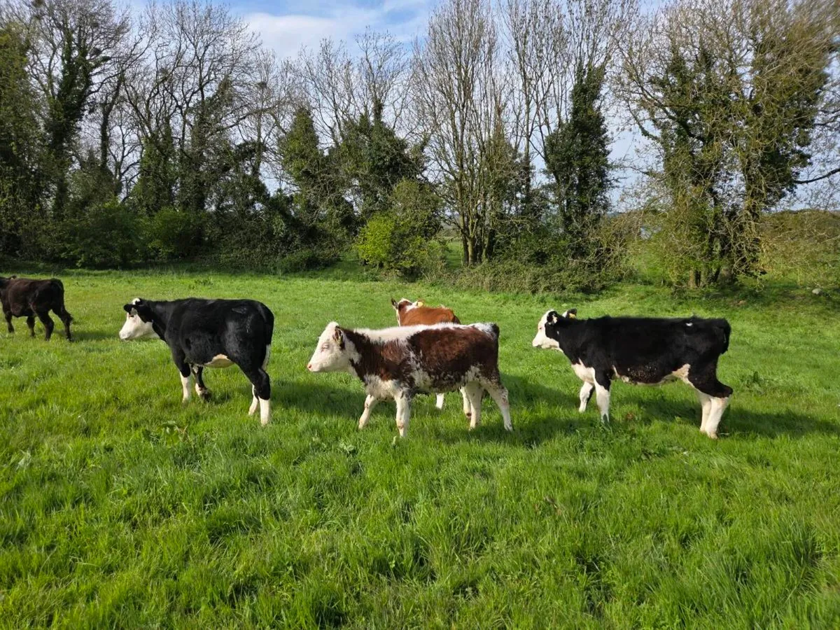 6 Hereford Heifers - Image 1
