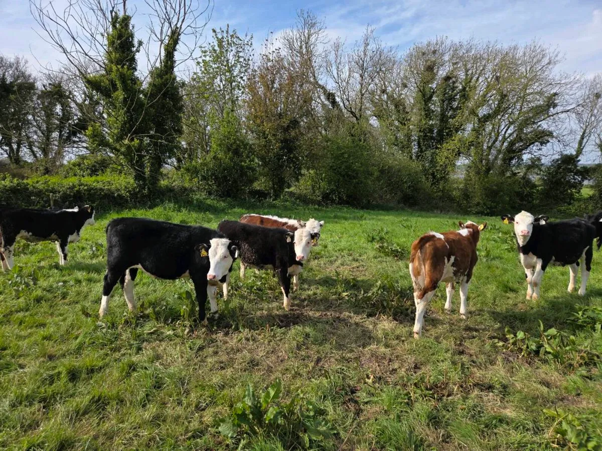 6 Hereford Heifers - Image 2