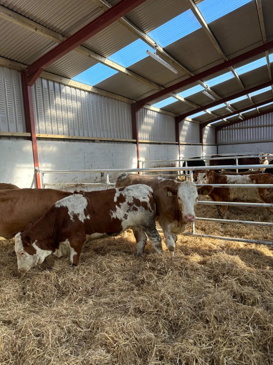 Fkv heifers - Image 3