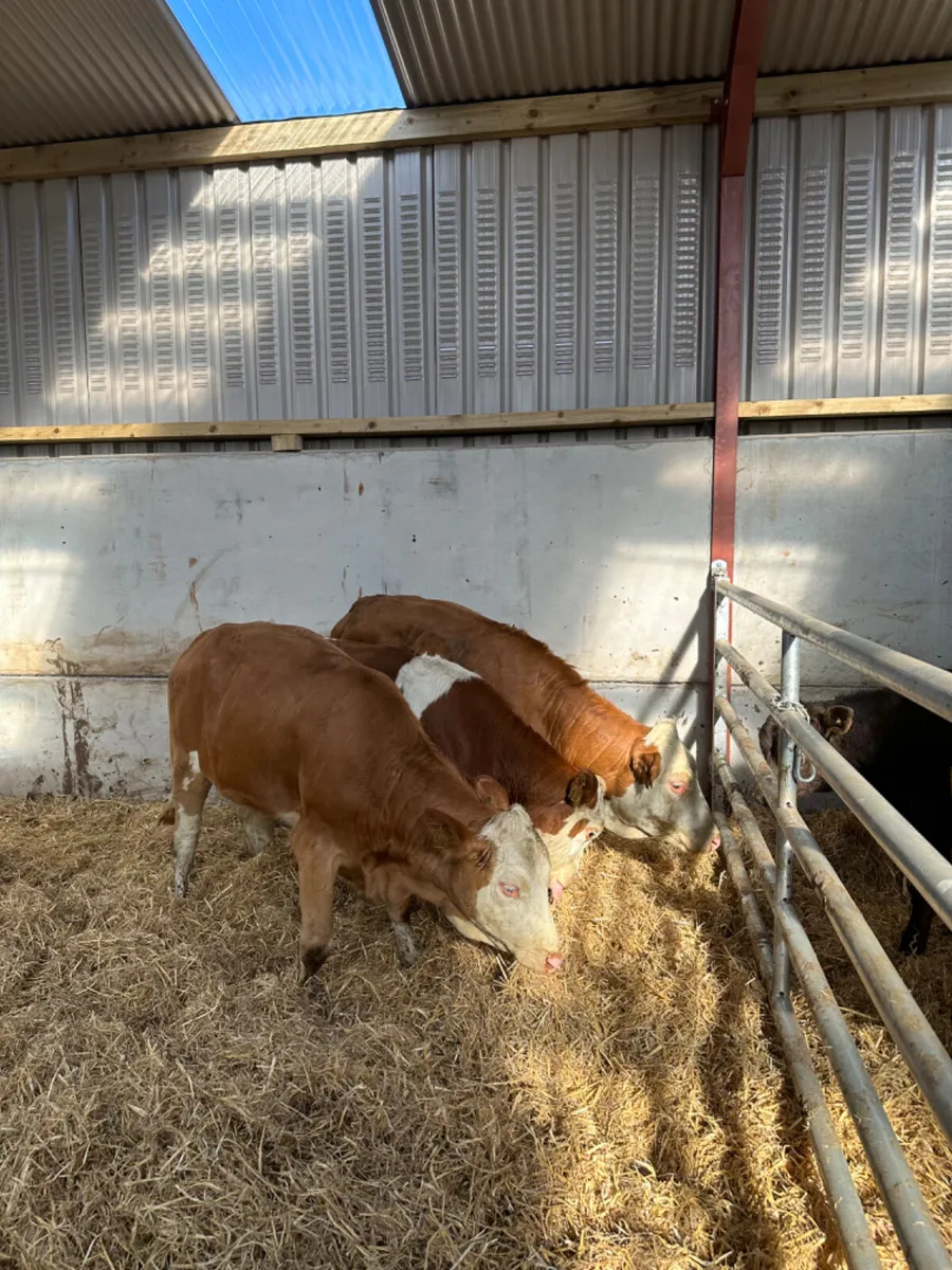 Fkv heifers - Image 4