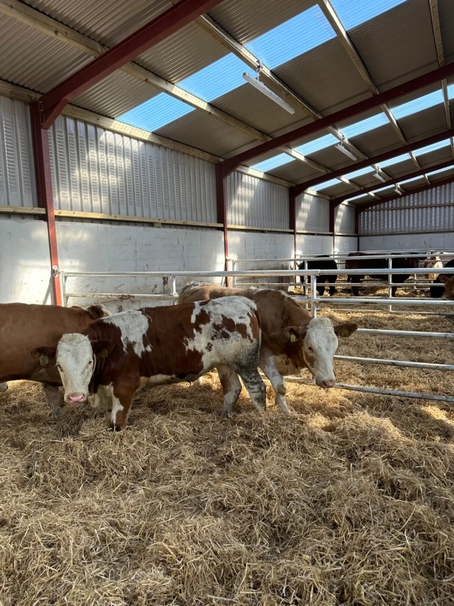 Fkv heifers - Image 2
