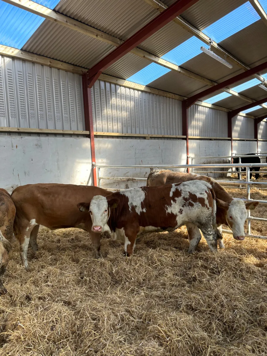 Fkv heifers - Image 1