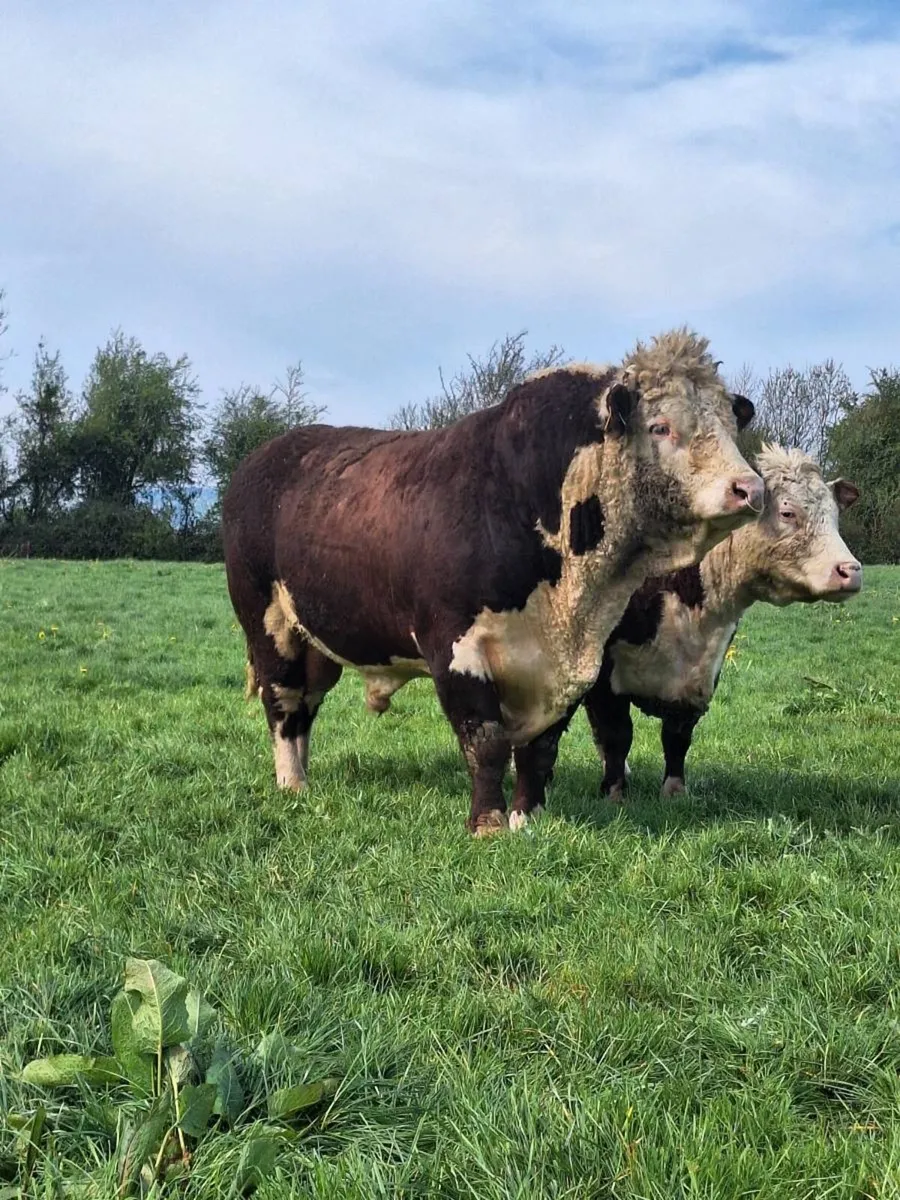 Hereford bulls - Image 1