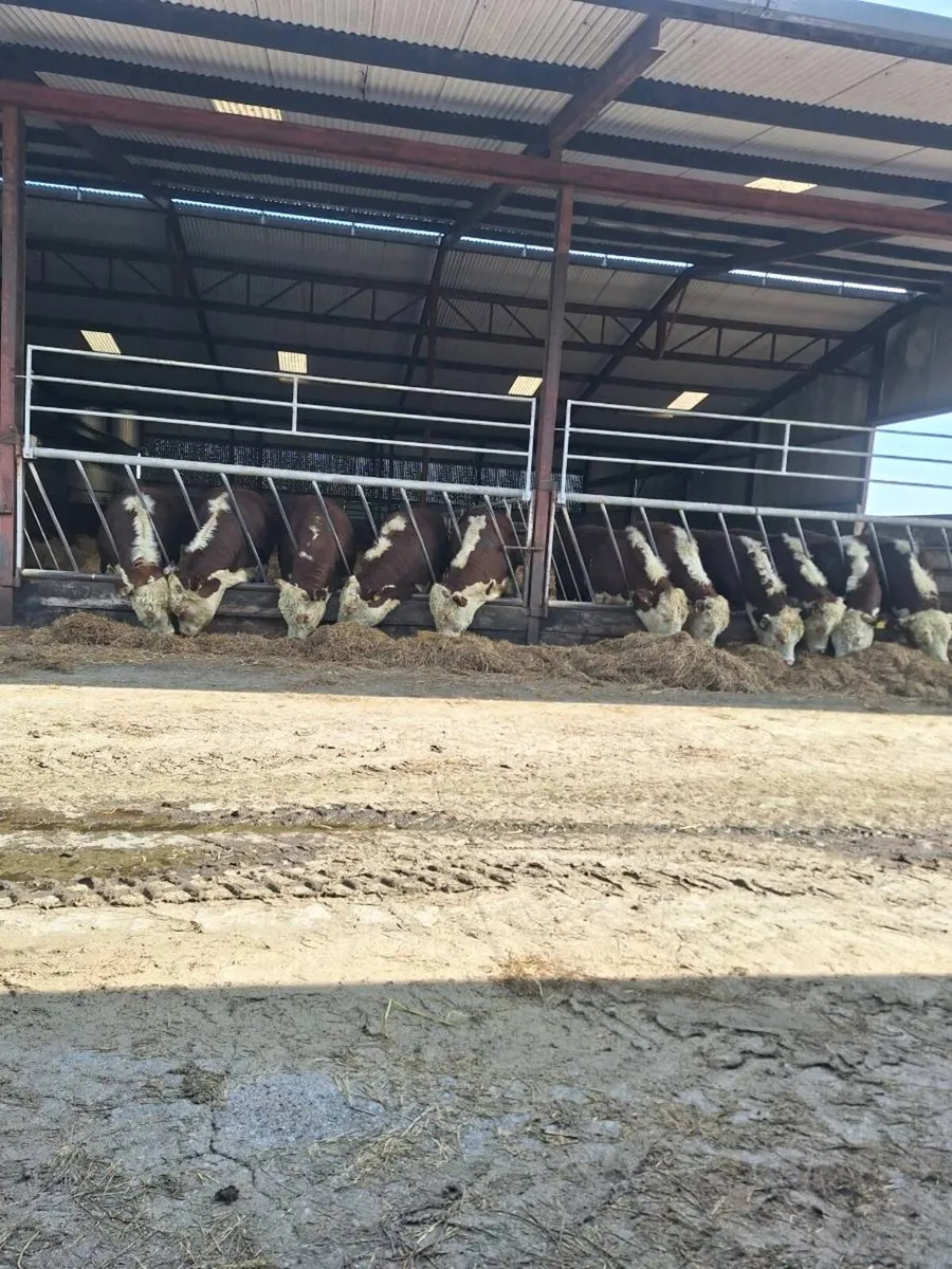 Hereford bulls - Image 2