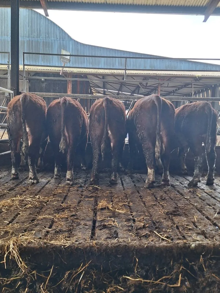 Hereford bulls - Image 3