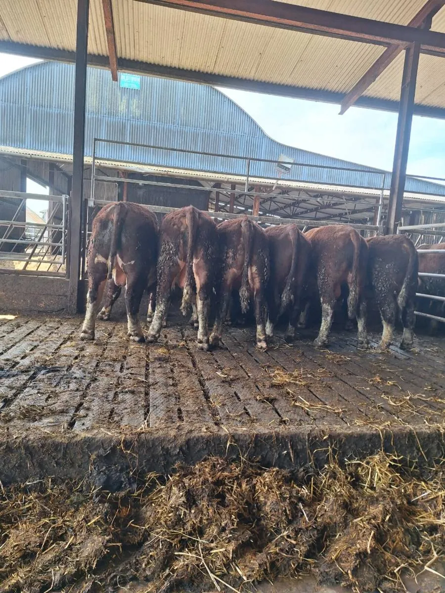 Hereford bulls - Image 4
