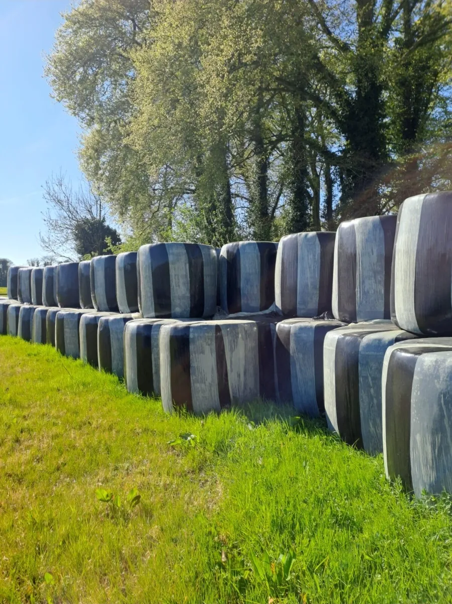 Chopped Silage Bales
