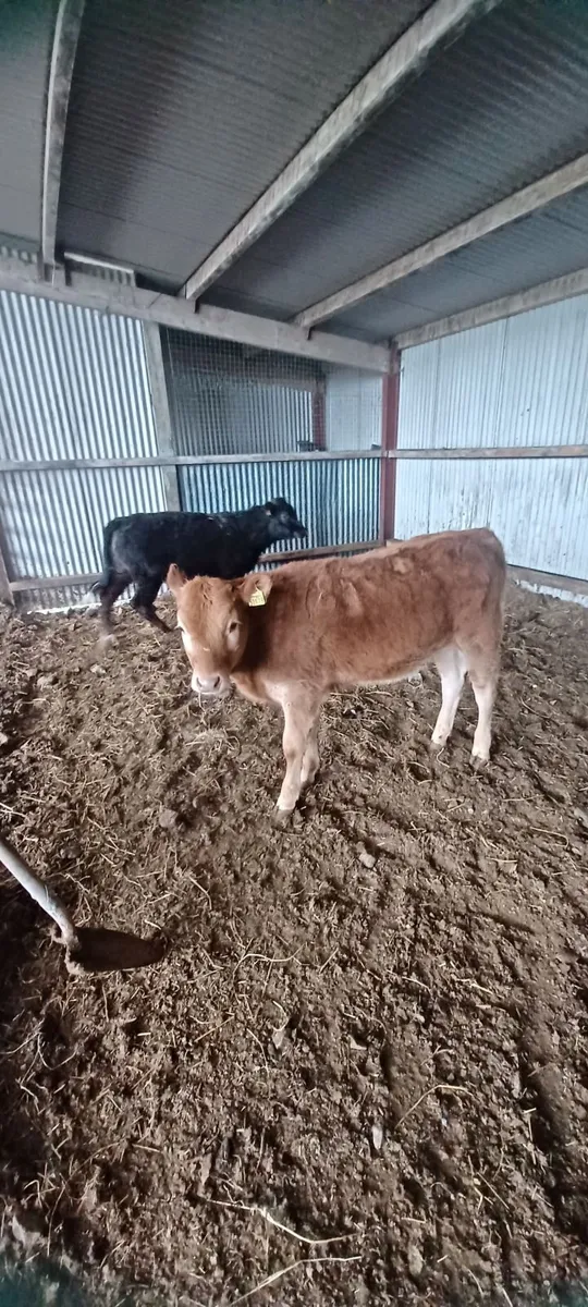 organic weanlings - Image 1