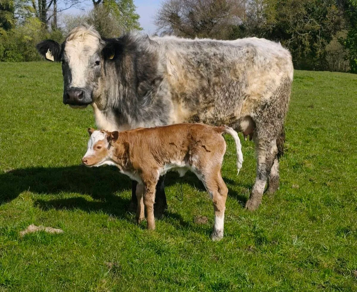 Heifer with Heifer Calf - EBY x Empire - Image 2