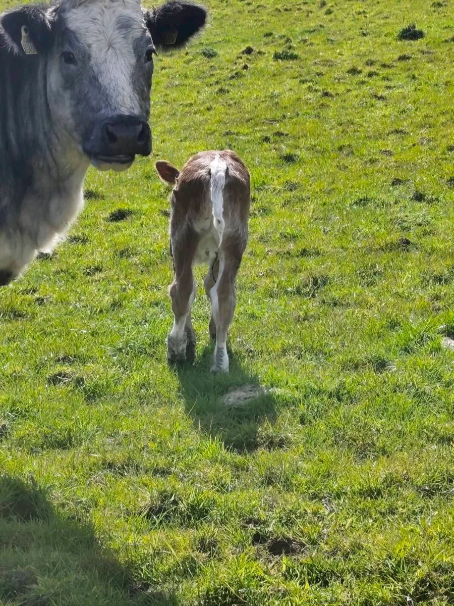 Heifer with Heifer Calf - EBY x Empire - Image 3