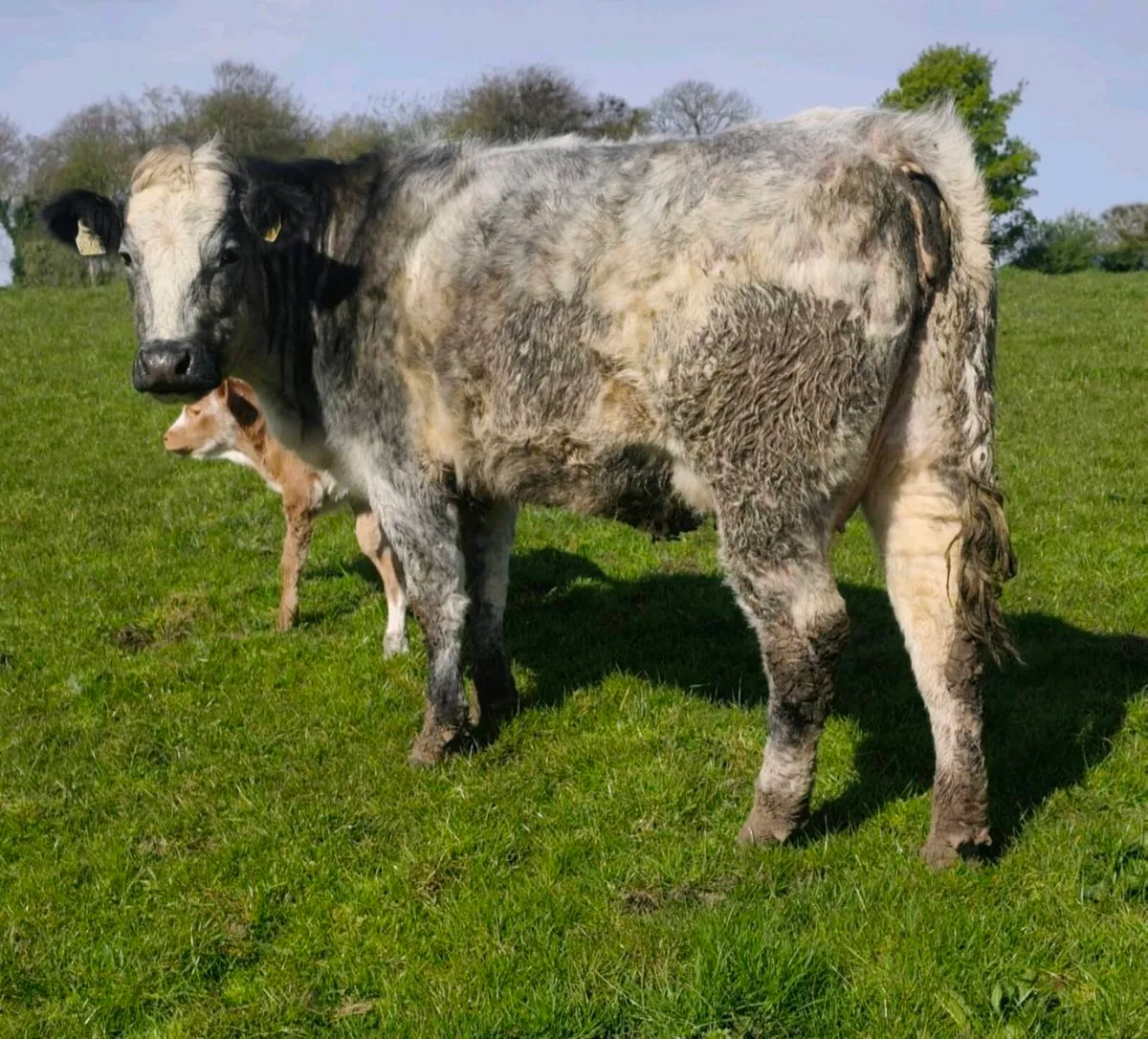 Heifer with Heifer Calf - EBY x Empire - Image 4
