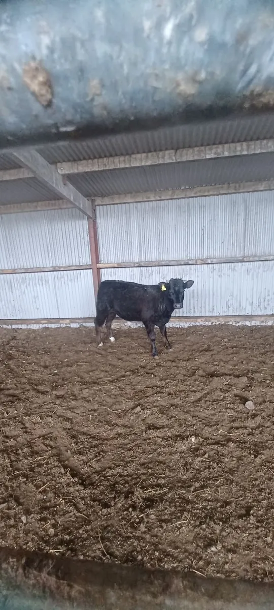 organic weanlings - Image 4