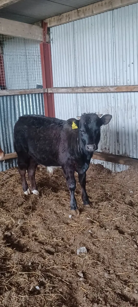 organic weanlings - Image 2