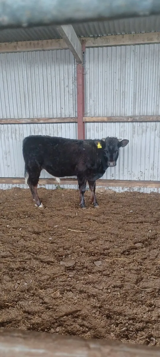 organic weanlings - Image 3