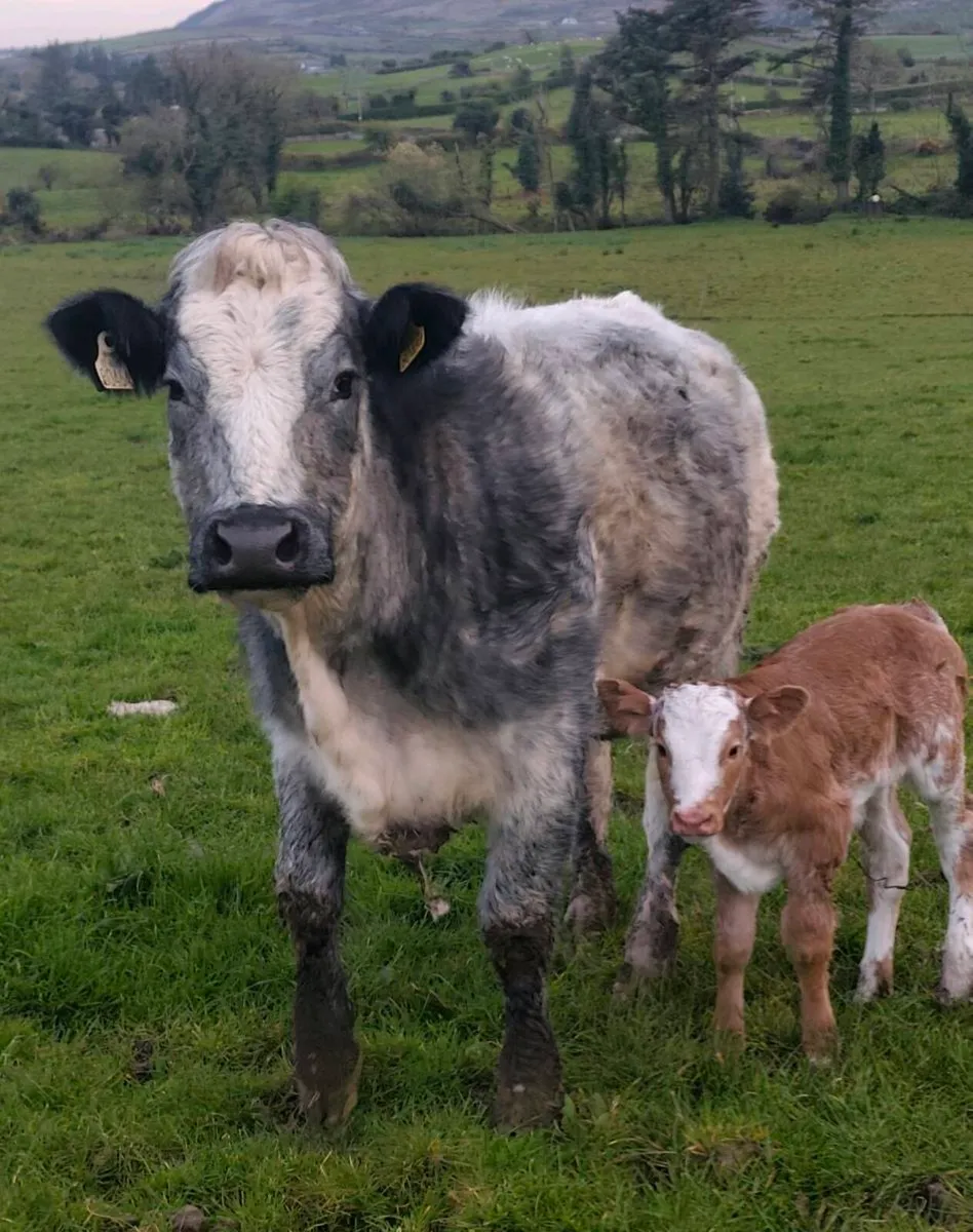 Heifer with Heifer Calf - EBY x Empire - Image 1