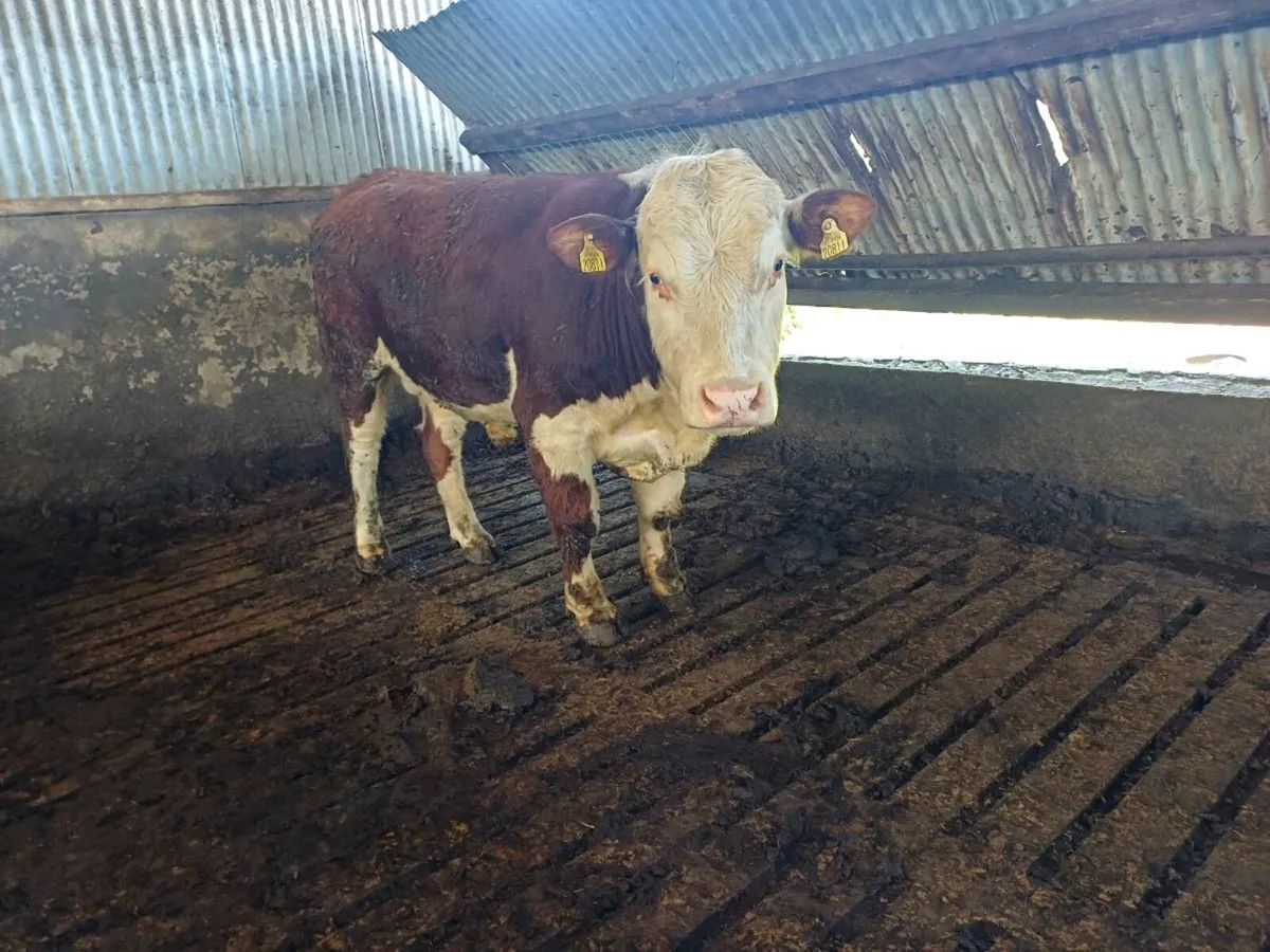 Hereford bulls - Image 3