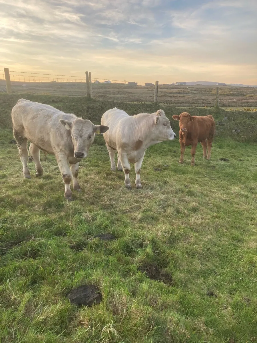 2 Bullocks and 1 Heifer - Image 1