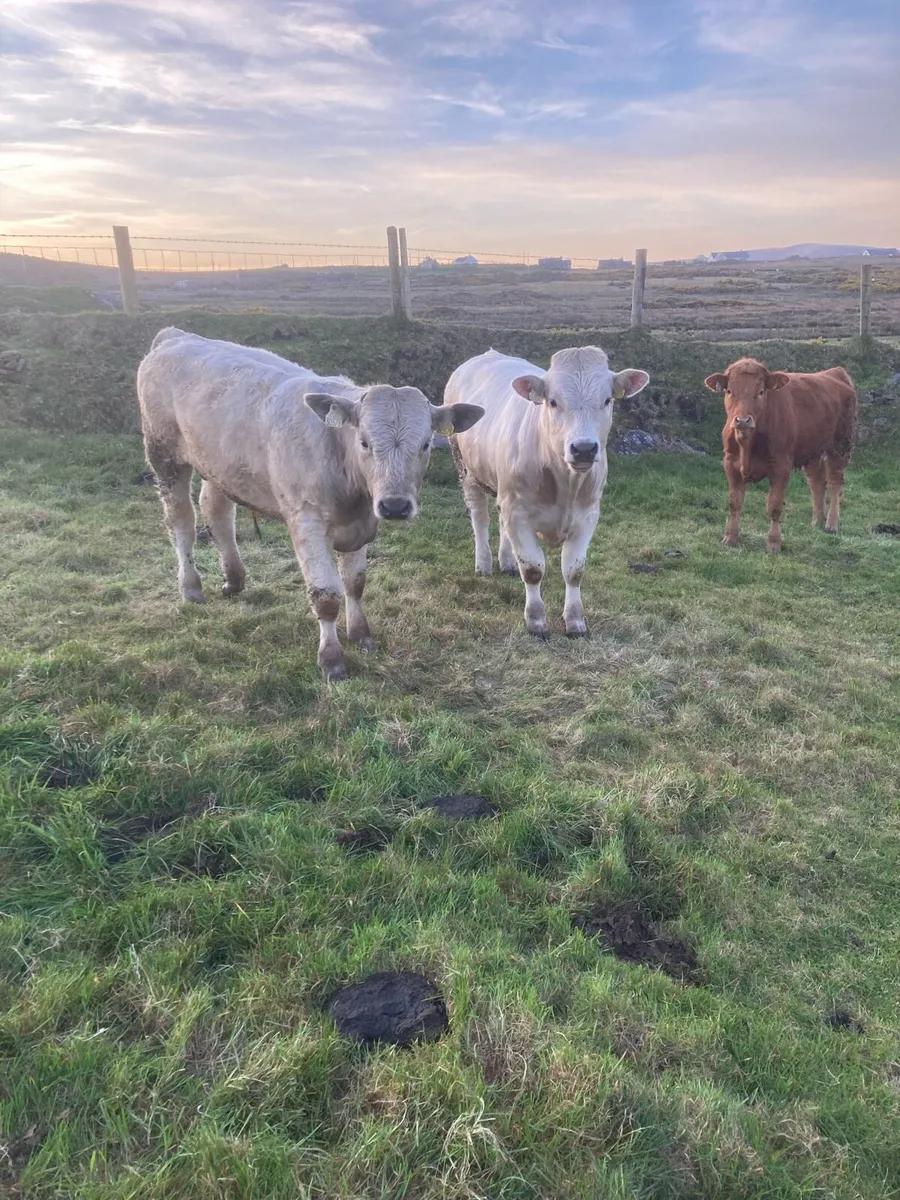 2 Bullocks and 1 Heifer - Image 2